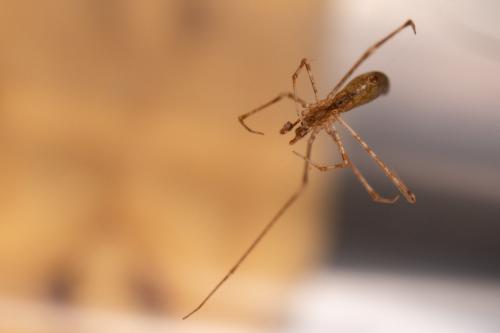 Rhomphaea nasica